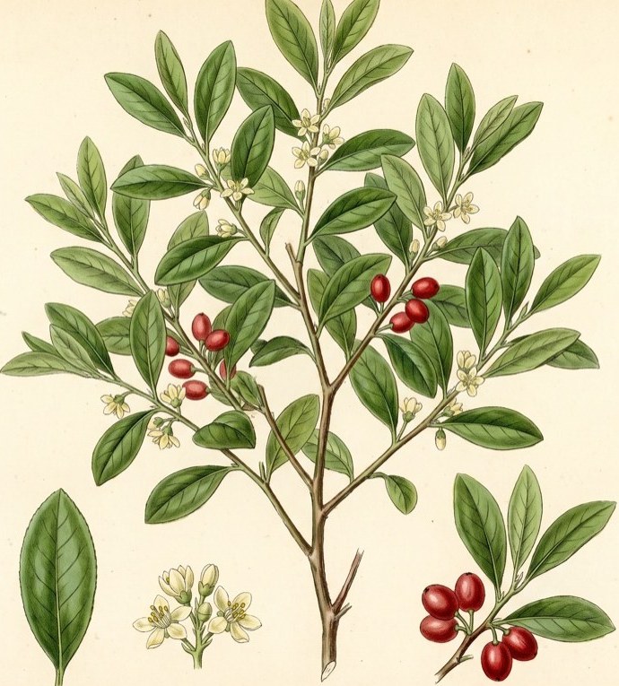 Coca (Erythroxylon coca)