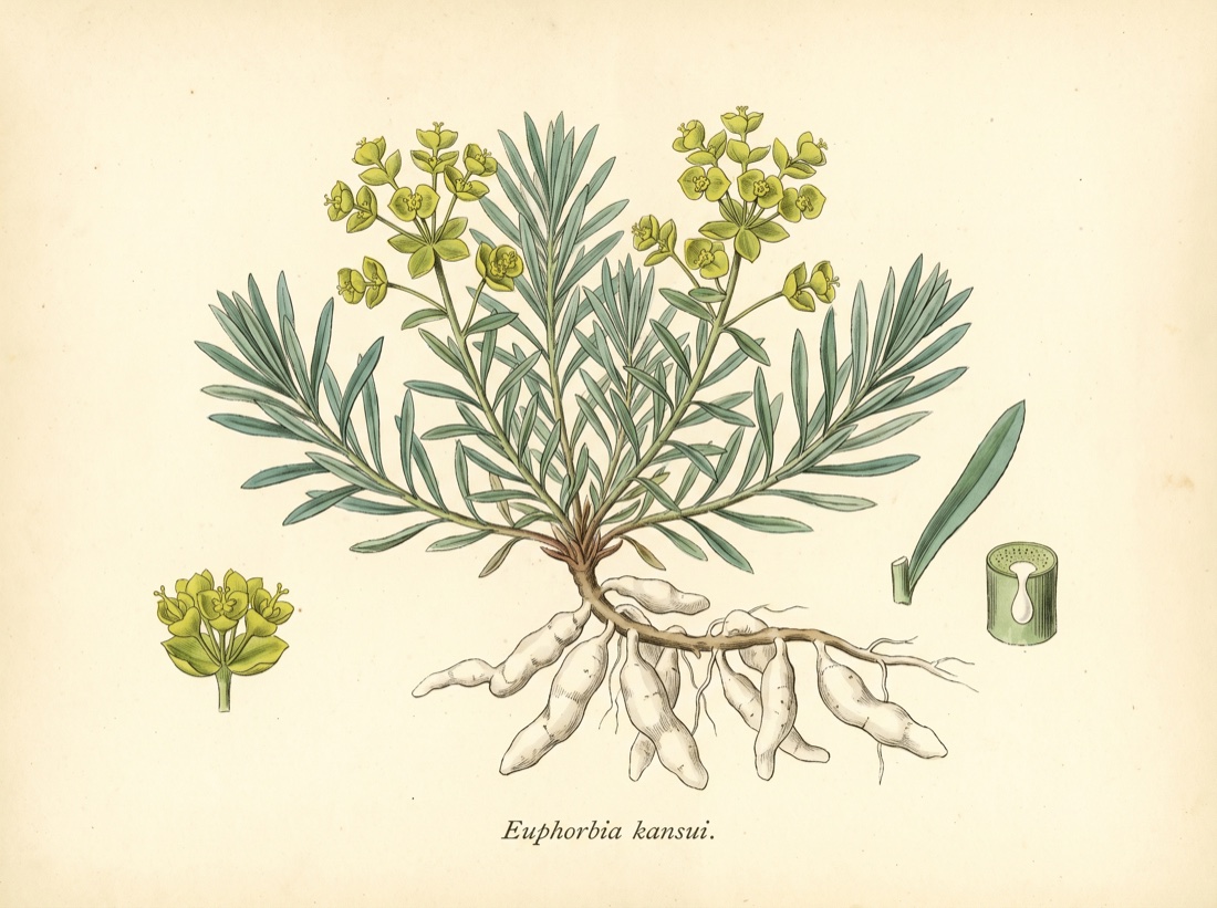 Kansui (Euphorbia kansui)