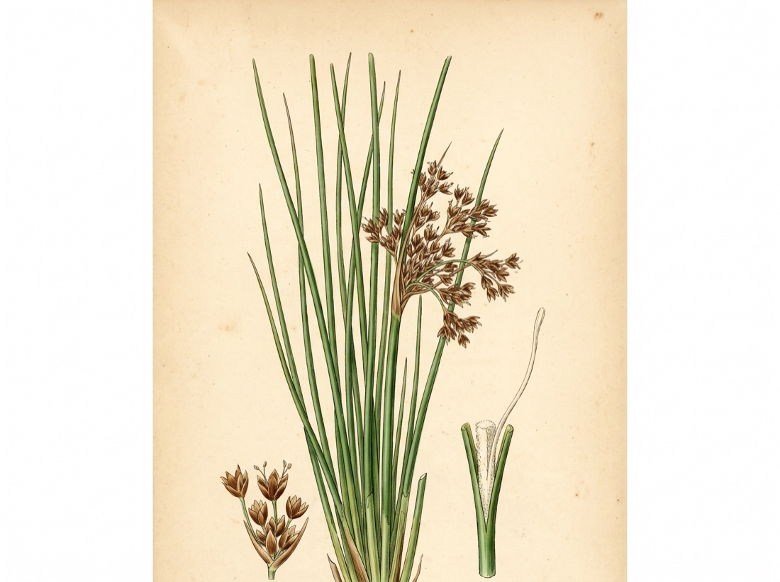 Soft rush (Juncus effusus)