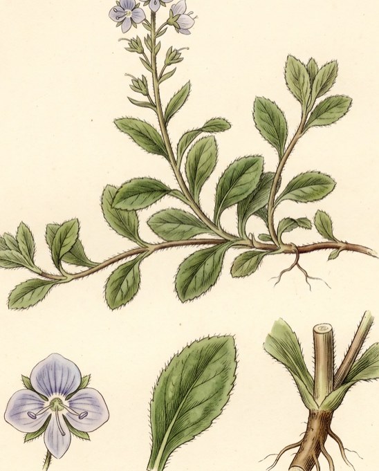 Speedwell (Veronica officinalis)
