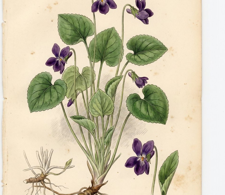 Violet (Viola)