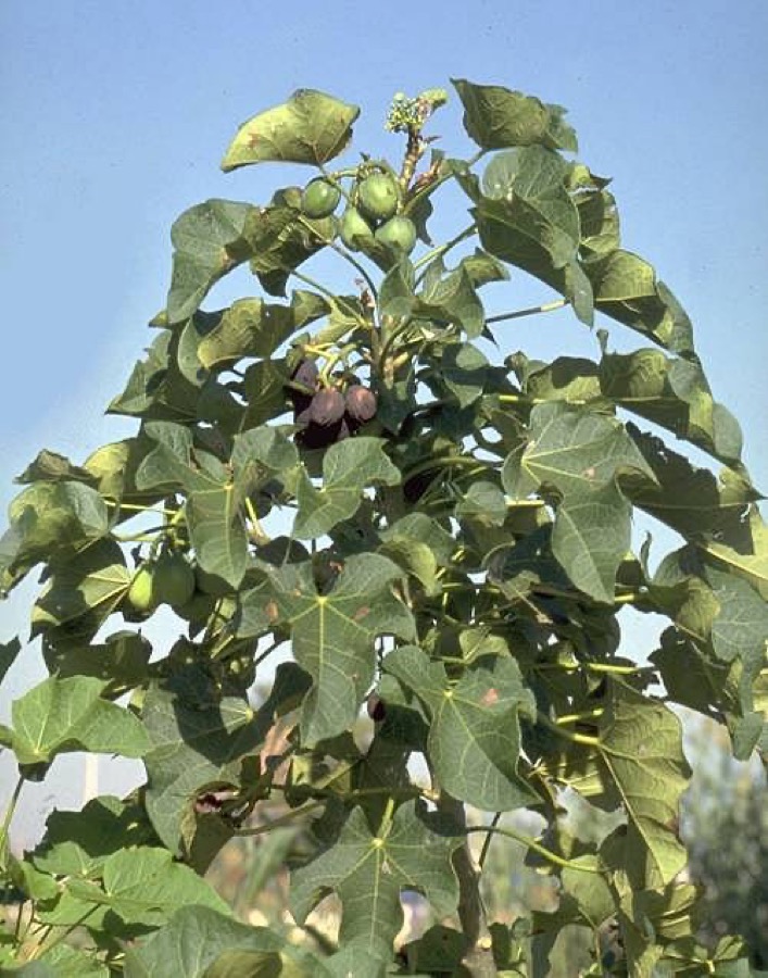 Physic Nut (Curcas Purgans)