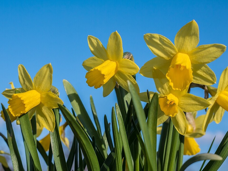 Daffodil (Narcissus)
