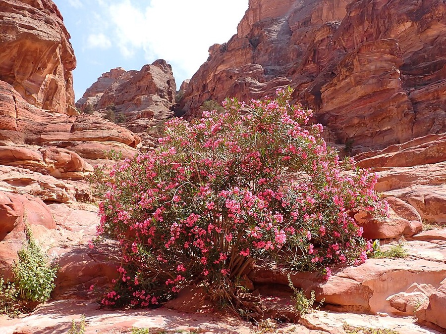 Oleander (Oleander)