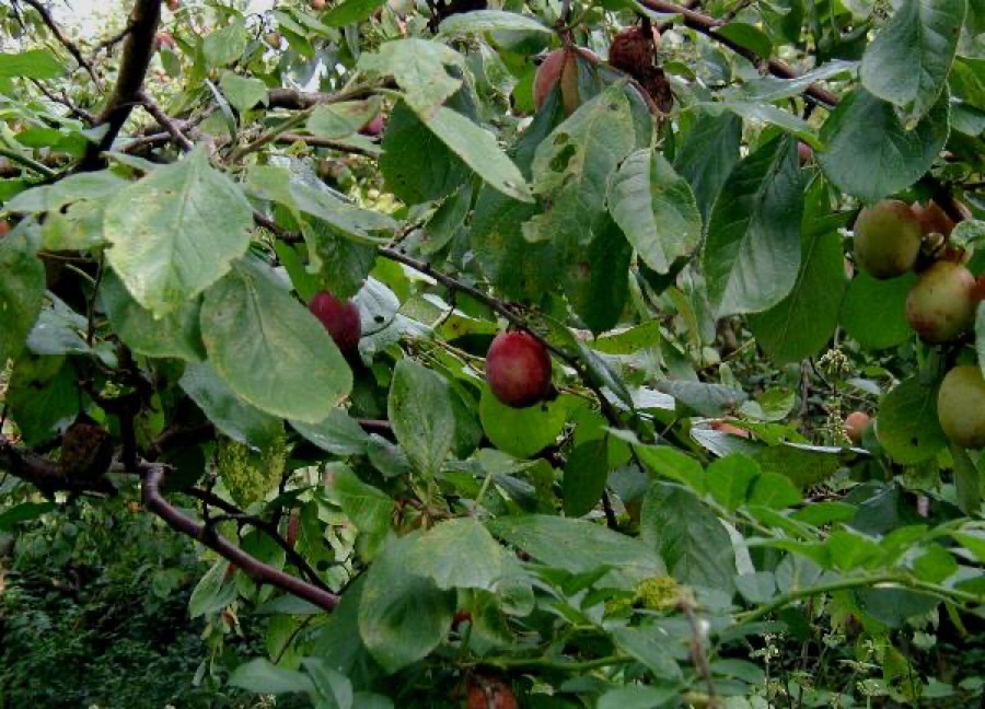Prune (Prunus)