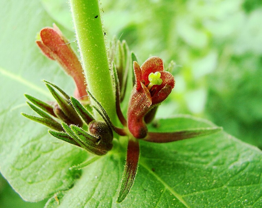 Fever-root (Triosteum)