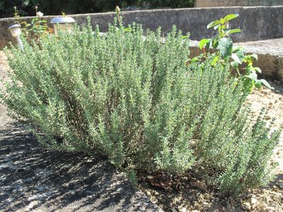 Thyme (Thymus vulgaris)