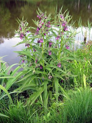 Comfrey (Symphytum officinale)