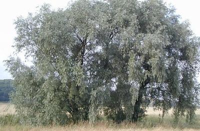 Willow (Salix spp.)