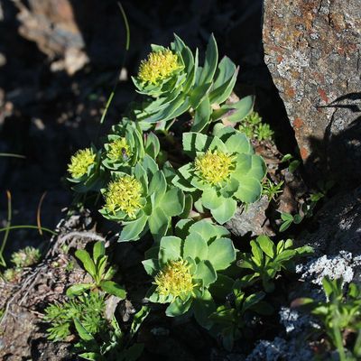 Roseroot (Rhodiola rosea)