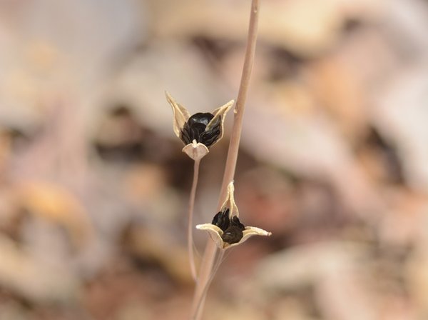 Indian Squill (Urginea indica)