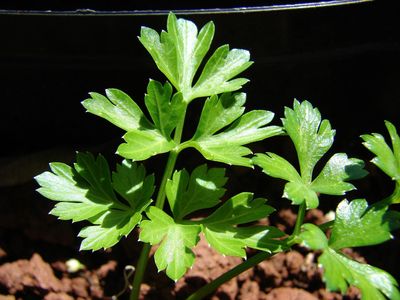 Parsley (Petroselinum crispum)