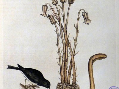 Beechdrops (Orobanche virginiana)