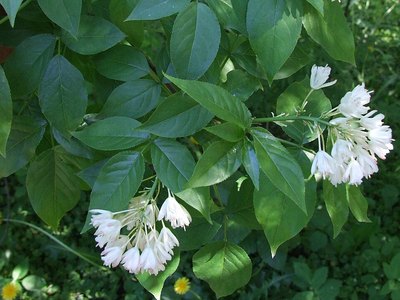 Bladder nut (Staphylea trifolia)