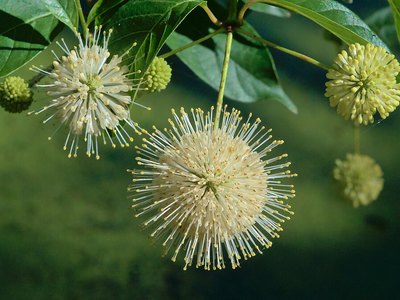 Buttonbush (Cephalanthus occidentalis)