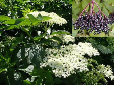 Black elder (Sambucus nigra)