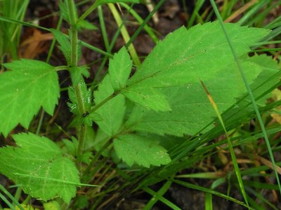 Avens (Geum virginianum)