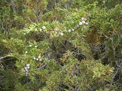 Savin (Juniperus sabina)