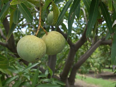 Mango (Mangifera indica)