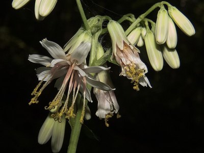 White Lettuce (Nabalus Albus)