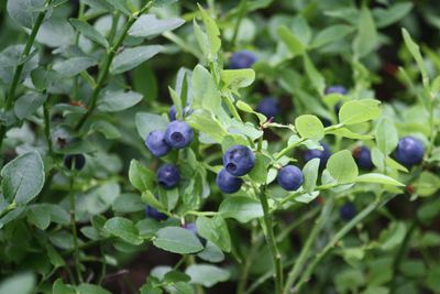 Bilberry (Vaccinium myrtillus)