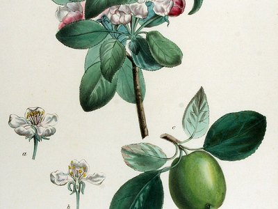 Apple (Pyrus Malus)