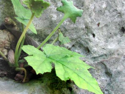 Contrayerva (Dorstemia contrayerva)