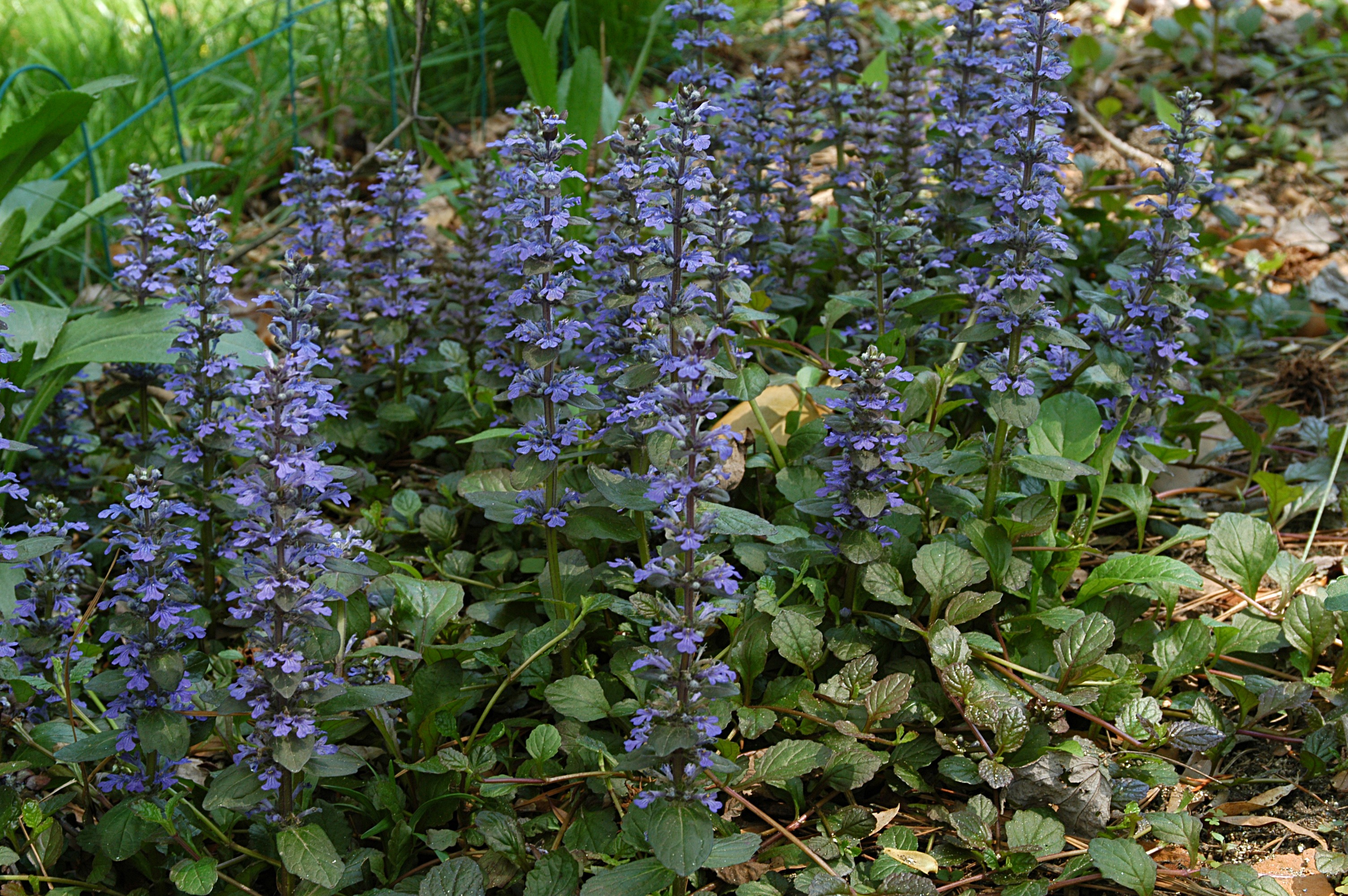 Bugle (Ajuga reptans)