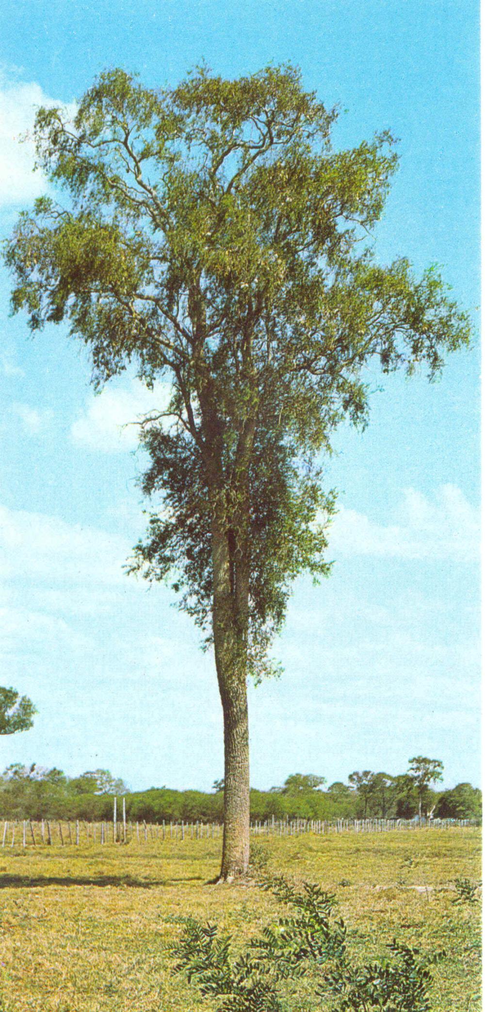 White quebracho (Aspidosperma quebracho-blanco)