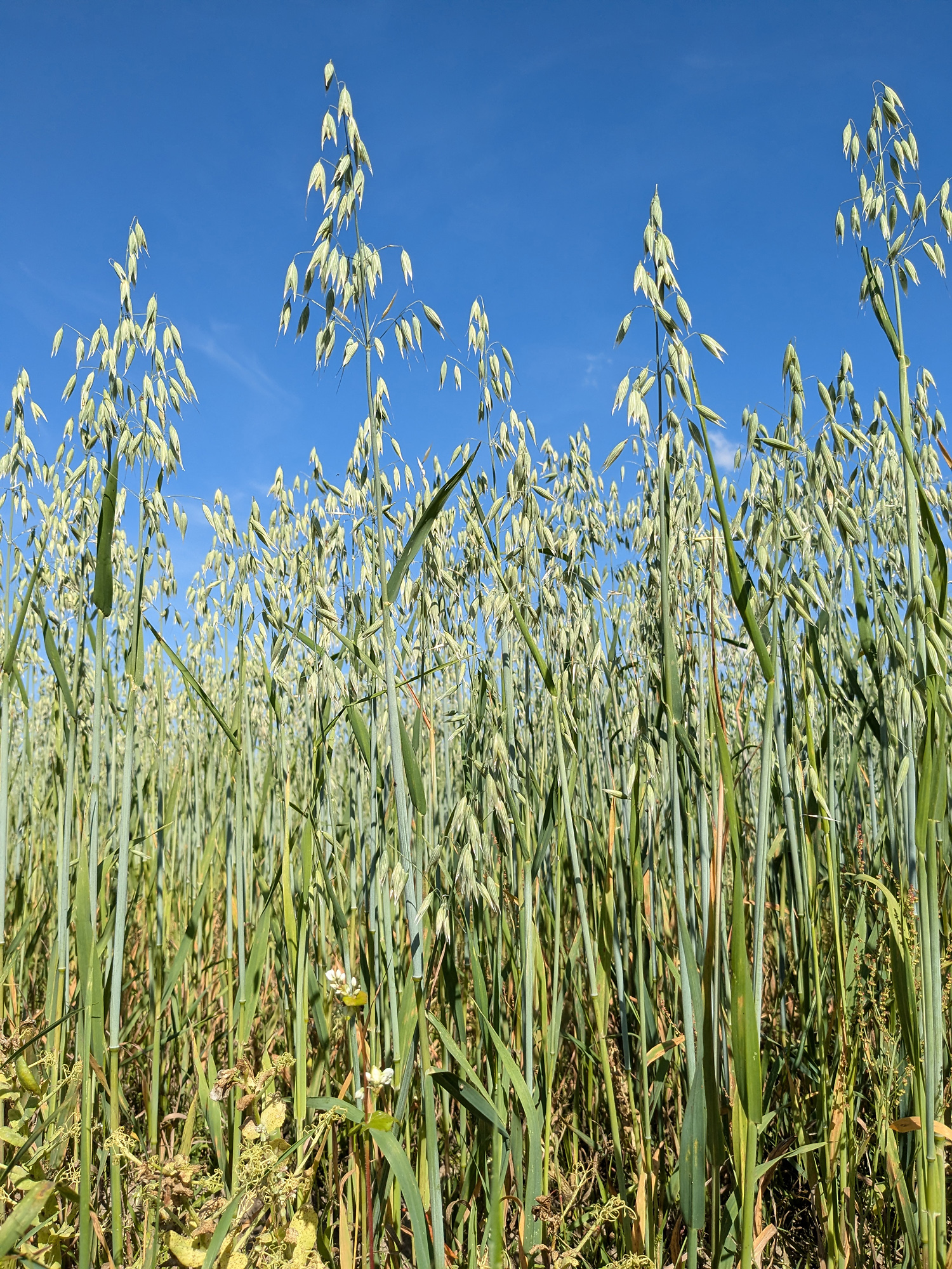 Oat (Avena sativa)