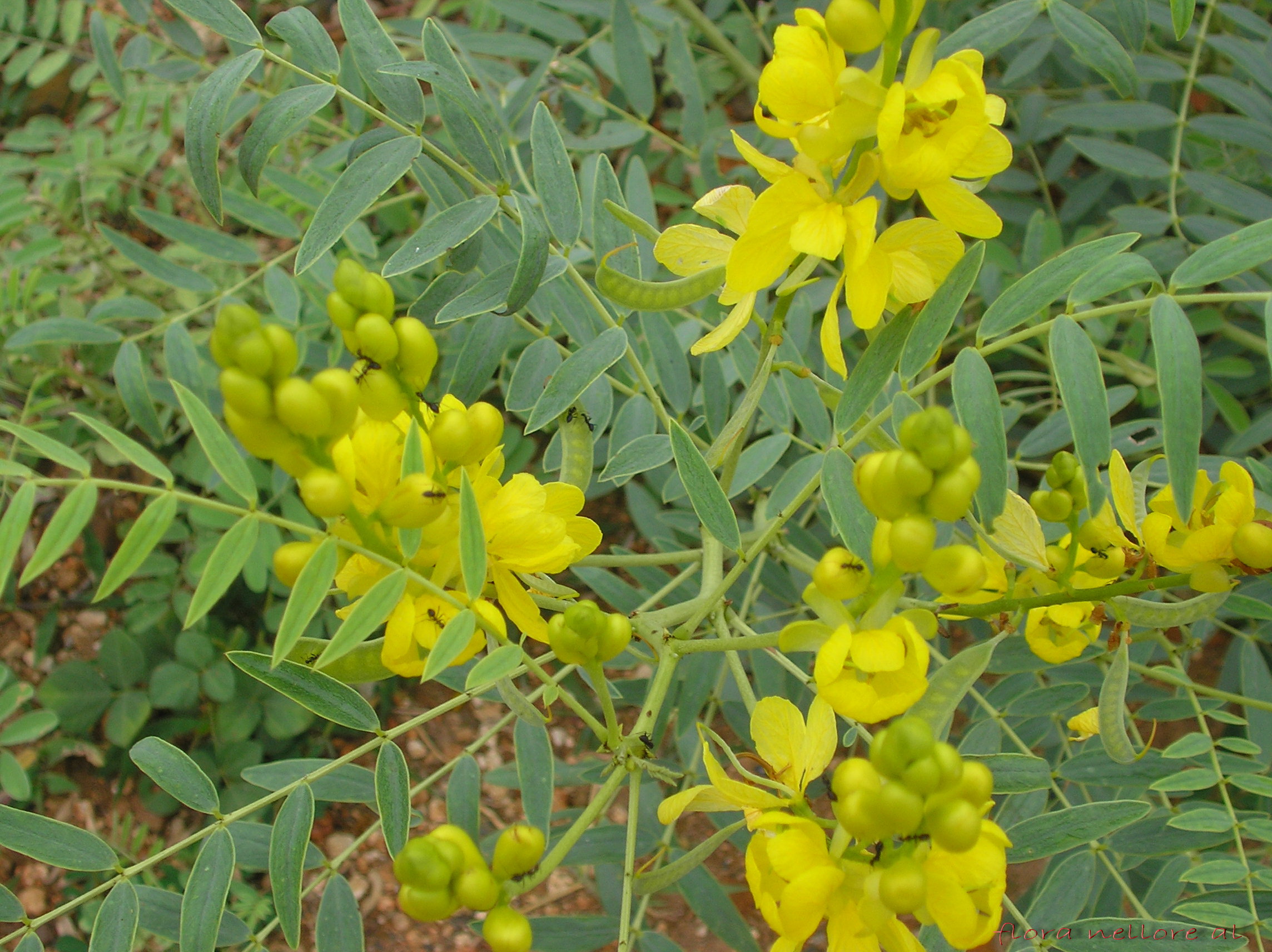 Senna (Senna alexandrina)