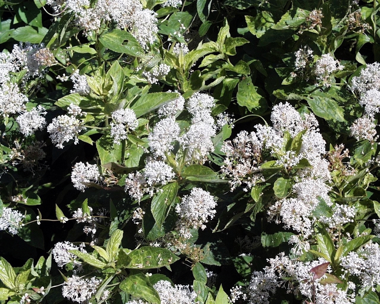 Red root (Ceanothus americanus)