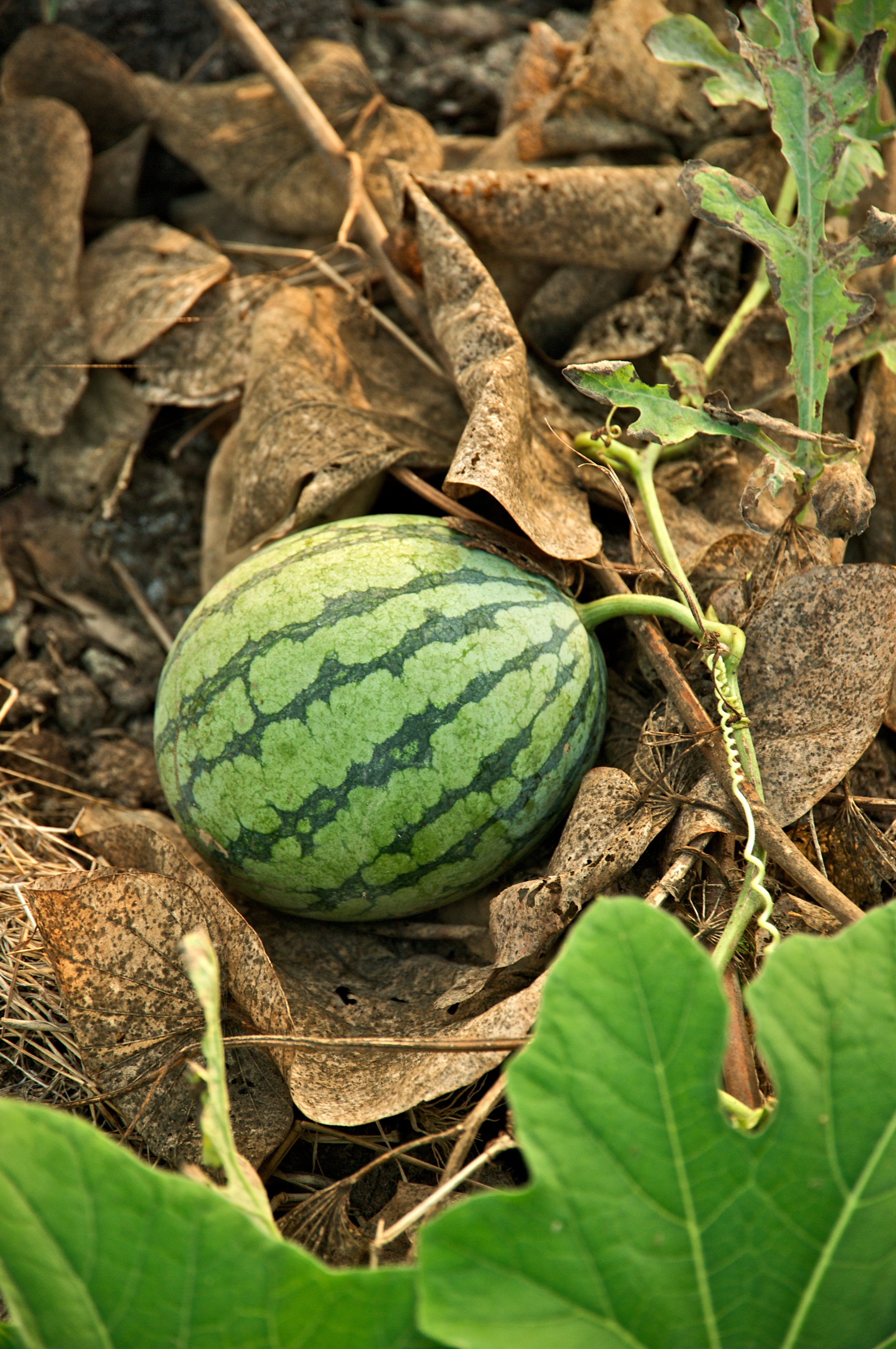 Watermelon (Citrullus vulgaris)