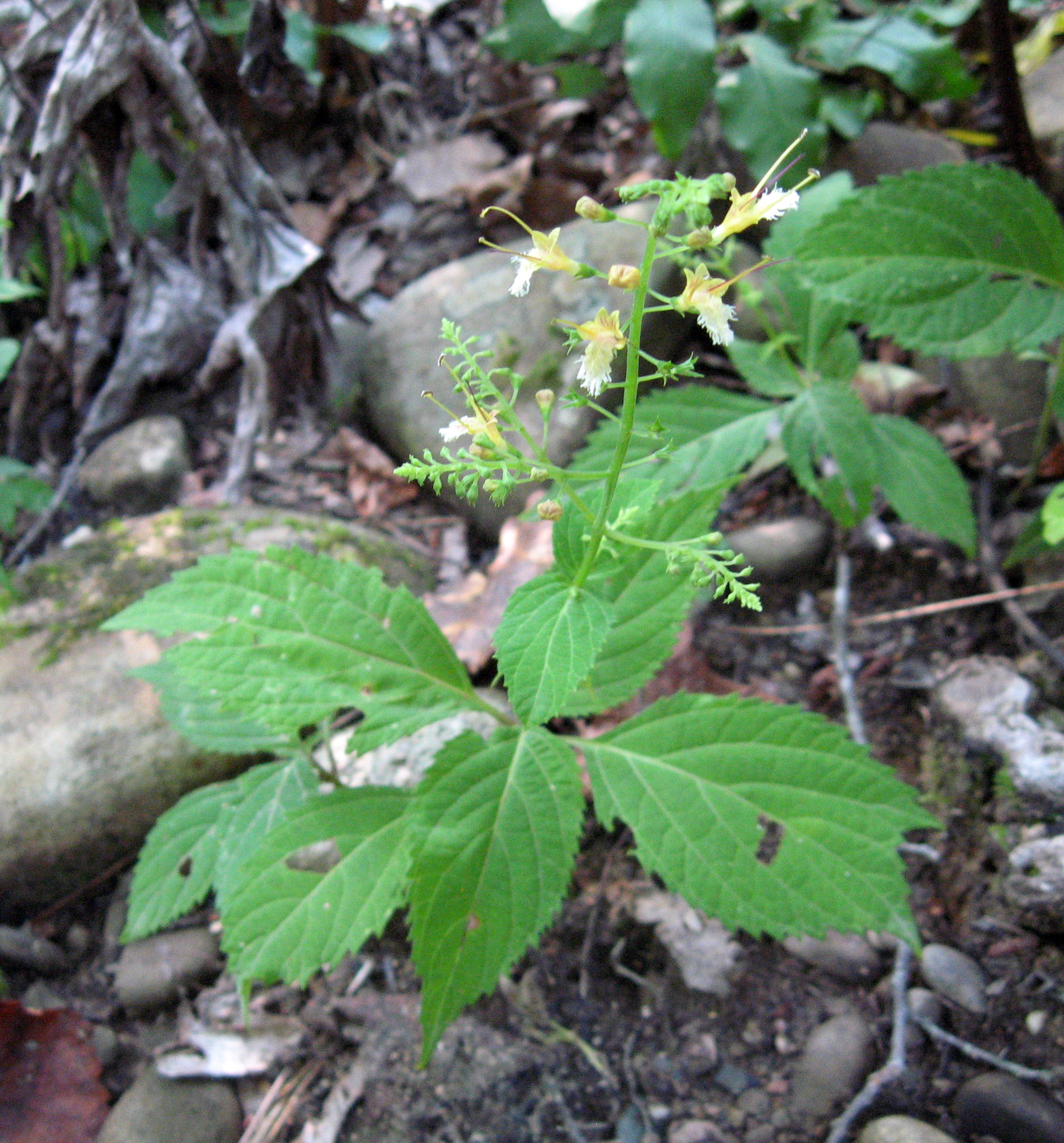 Stone Root (Collinsonia canadensis)