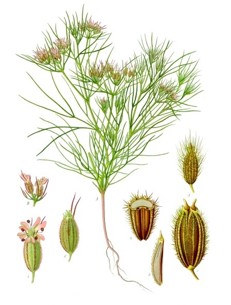 Cumin (Cuminum cyminum)