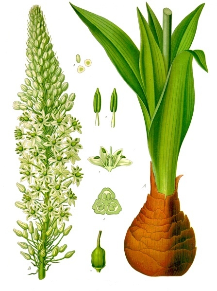 Squill (Drimia maritima)