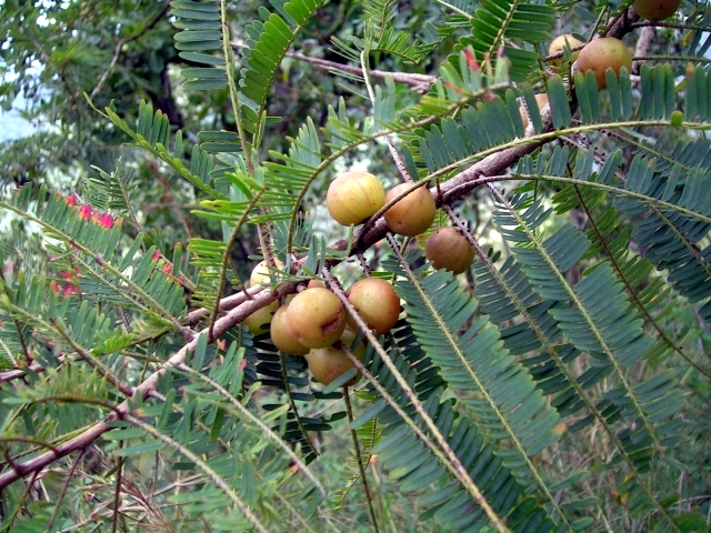 Triphala (Triphala)
