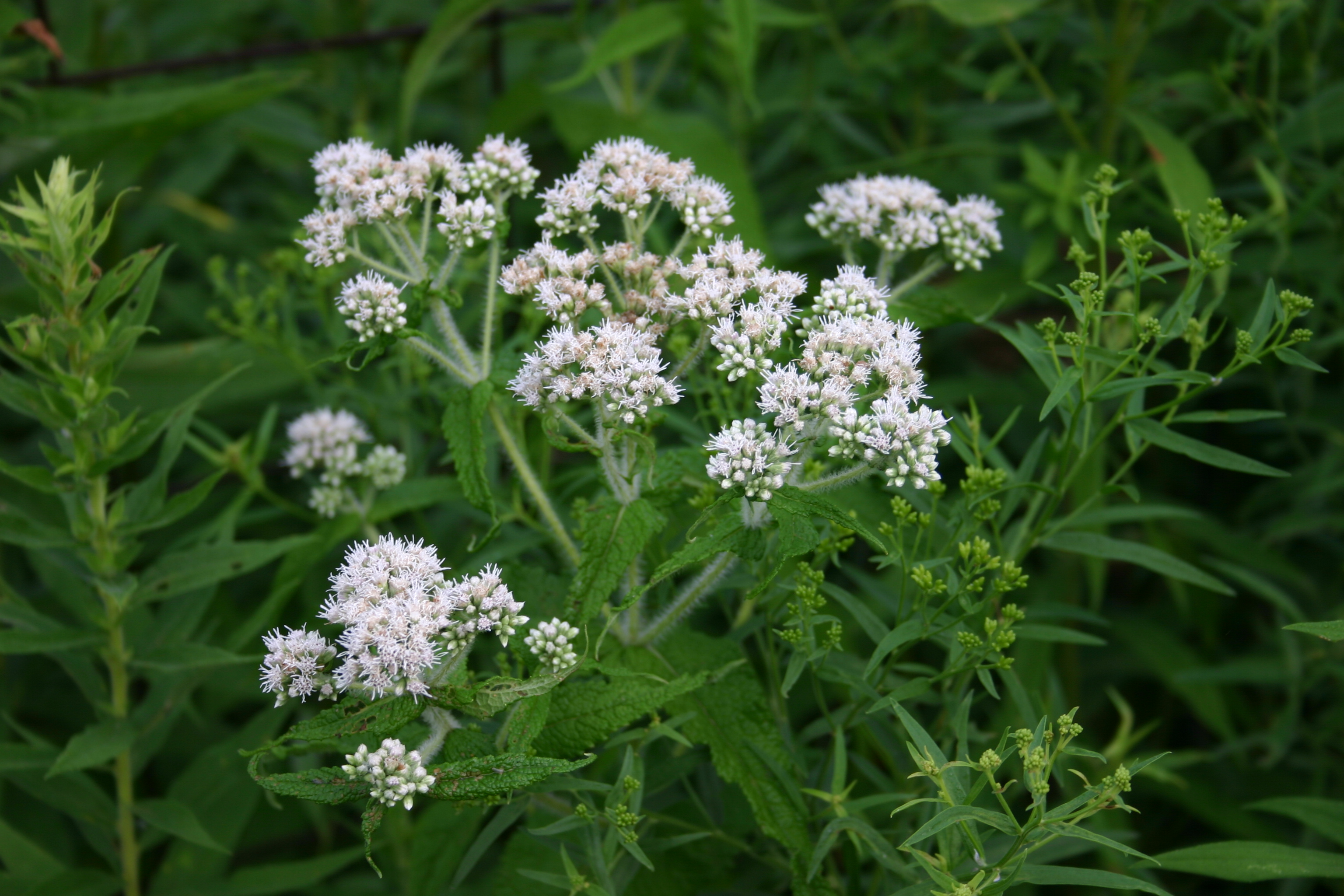 Boneset (Eupatorium perfoliatum)