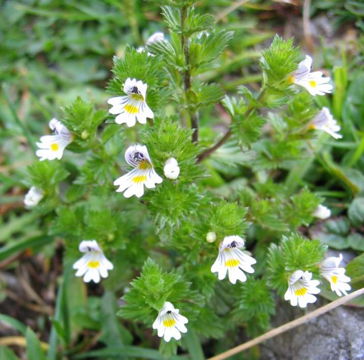 Eyebright (Euphrasia stricta)