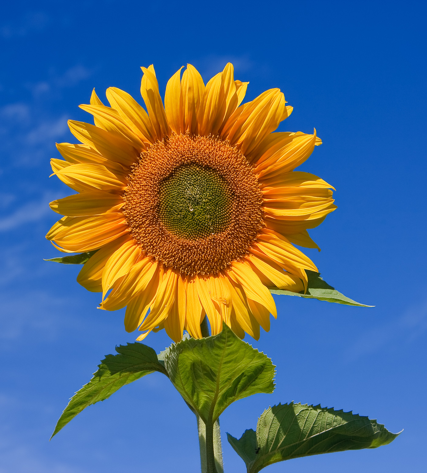 Sunflower (Helianthus annuus)