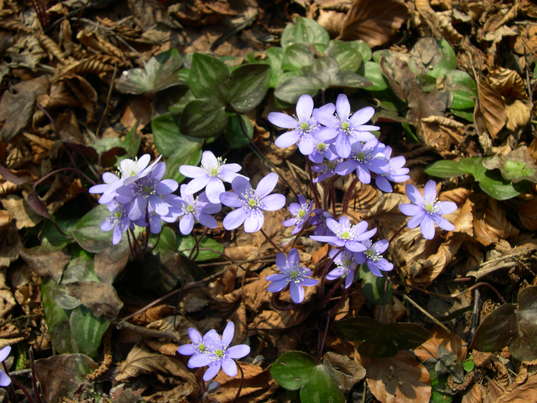 Liverleaf (Hepatica)