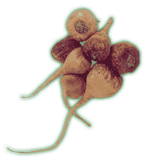 Maca (Lepidium meyenii)