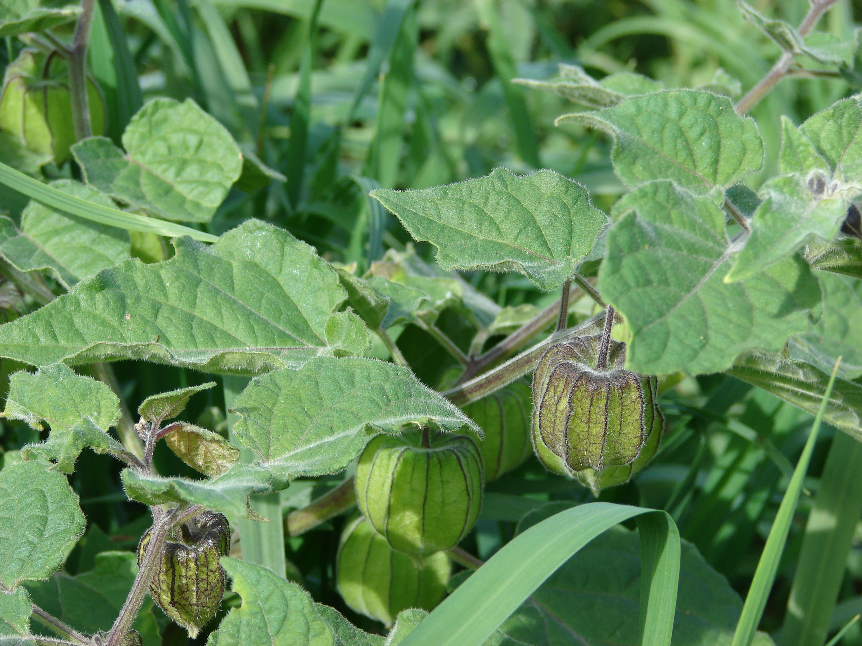 Ground Cherry (Physalis)