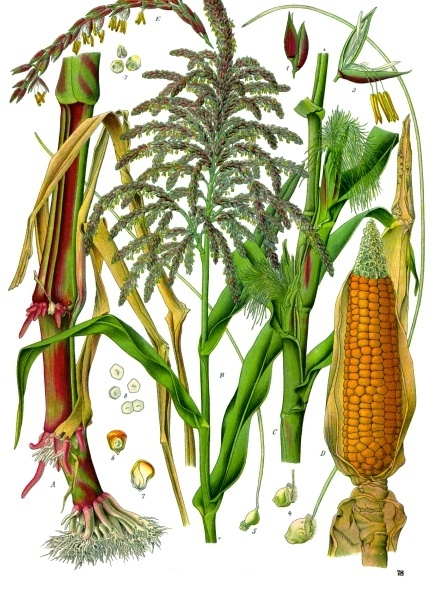 Corn (Zea mays)
